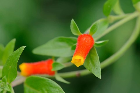 Candy Corn Vine (Manettia luteorubra