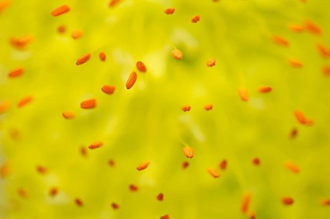 Stamens