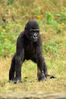 Western Lowland Gorilla (Gorilla gorilla gorilla)