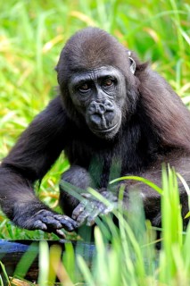 Western Lowland Gorilla (Gorilla gorilla gorilla)