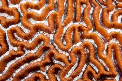 Brain Coral (Leptoria sp.)