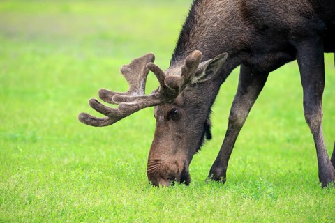 Moose (Alces alces)