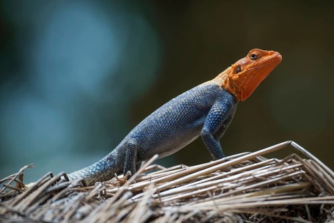 Common Agama (Agama agama)