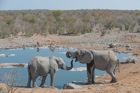 Two African Elephants (Loxodonta africana) drinking at Halali waterhole