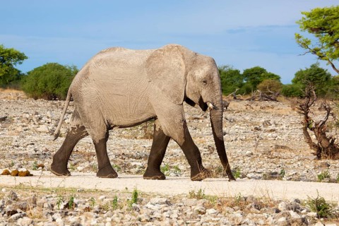 African Elephant (Loxodonta africana)