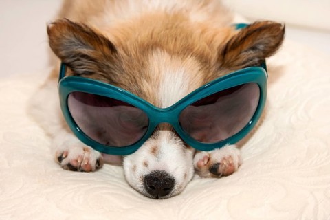 Puppy wearing sunglasses
