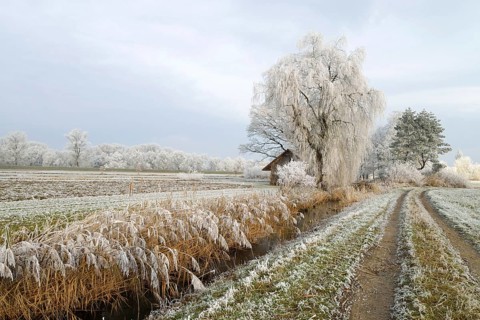 Reeds in hoarfrost