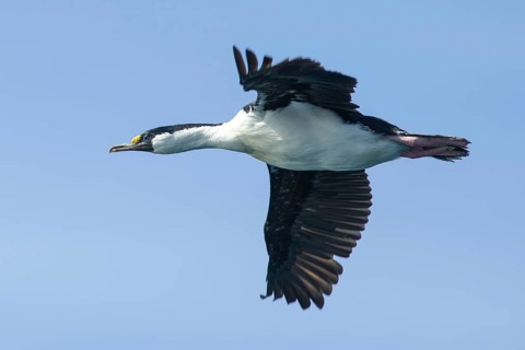 Blue-eyed Shag or Imperial Shag (Phalacrocorax atriceps)