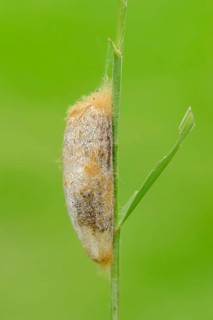 Cocoon