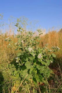 Downy Burdock (Arctium tomentosum)