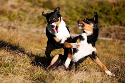 Appenzeller Sennenhund
