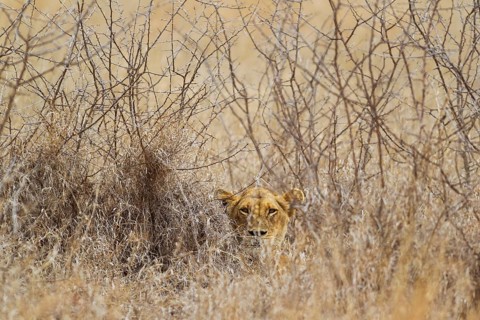 Lioness (Panthera leo)
