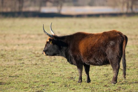 Heck cattle
