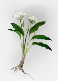 Ramsons or Wild Garlic (Allium ursinum)