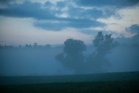 Morning mist over a meadow