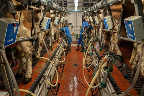 Cows being milked in a herringbone milking parlor