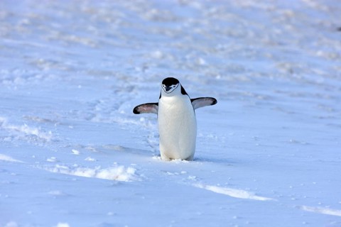 Chinstrap Penguin (Pygoscelis antarctica)