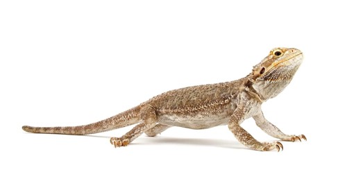 Dwarf Bearded Dragon (Pogona minor)