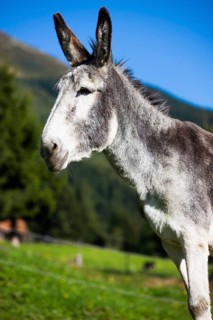 Andalusian giant donkey crossbreed