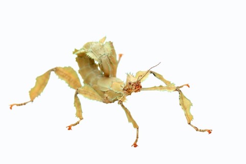 Giant Prickly Stick Insect (Extatosoma tiaratum)