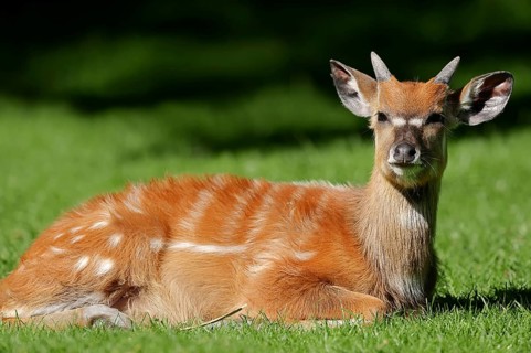 Sitatunga or Marshbuck (Tragelaphus spekii gratus)