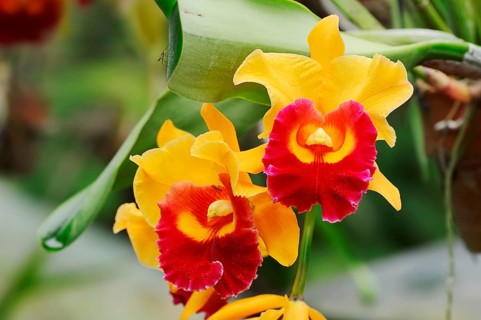 Orchid (Laeliocattleya