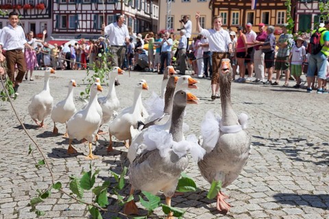 Geese