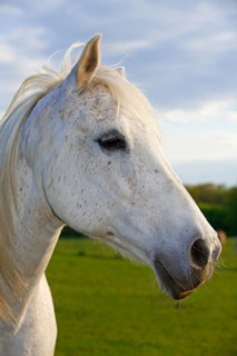 Riding Horse