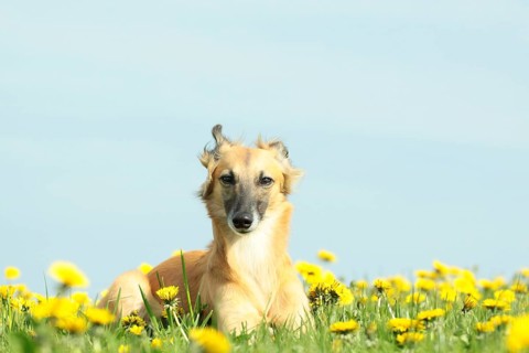 Longhaired Whippet lying on dandelion meadow