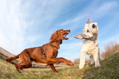 Playing dogs on a field