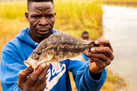 African shows caught fish
