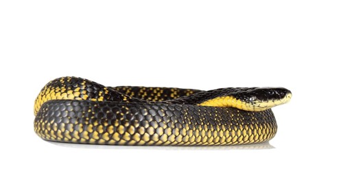 Tiger Snake (Notechis scutatus)