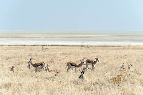 Springbok (Antidorcas marsupialis)