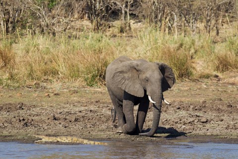 African Elephant (Loxodonta africana)