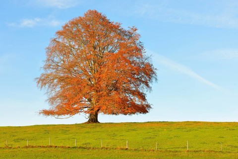 European Beech (Fagus sylvatica) in autumn