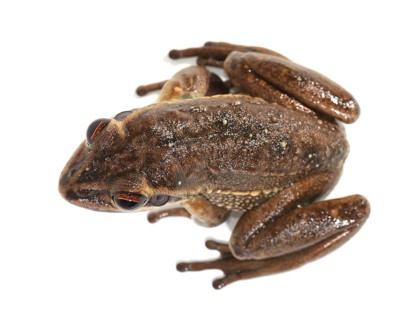 Green and Golden Bell Frog (Litoria aurea)