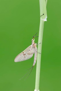 Mayfly (Ephemera glaucops)