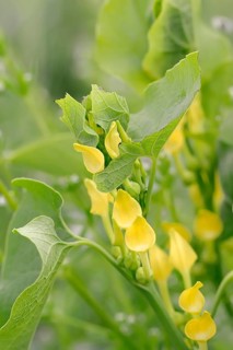 European Birthwort (Aristolochia clematitis)