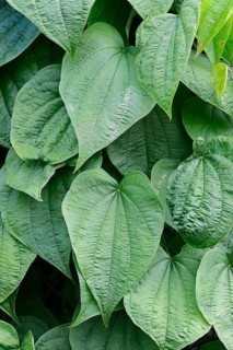 Fourleaf Yam or Wild Yam (Dioscorea villosa)