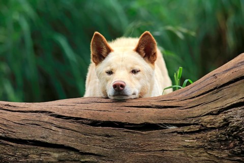 Dingo (Canis familiaris dingo)