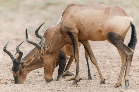 Red Hartebeests (Alcelaphus caama) at a natural salt-lick
