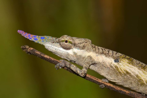 Pinocchio-Chamaleon (Calumma gallus)