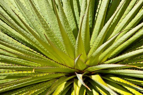 Queen of the Andes or Giant Bromeliad (Puya raimondii)