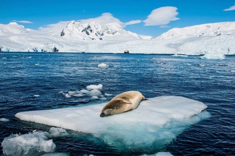 Leopard Seal (Hydrurga leptonyx) lying on an ice floe