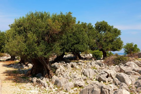 Ancient Olive trees (Olea europaea)