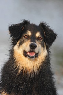 Australian Shepherd Mix