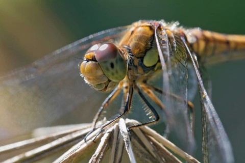 Common Darter (Sympetrum vulgatum)