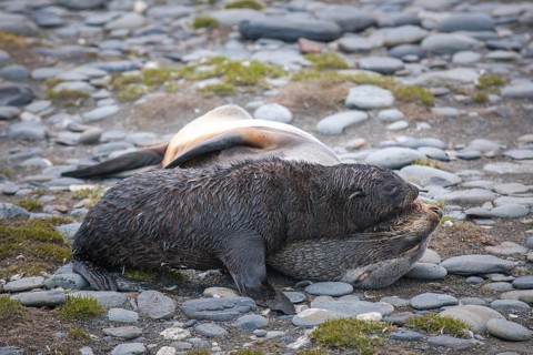 Antarctic Fur Seals (Arctocephalus gazella)