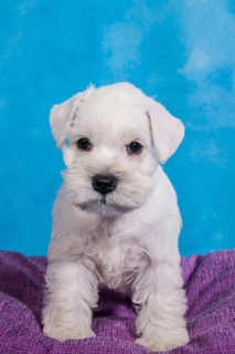 White Miniature Schnauzer