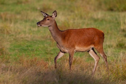 Red Deer (Cervus elaphus)